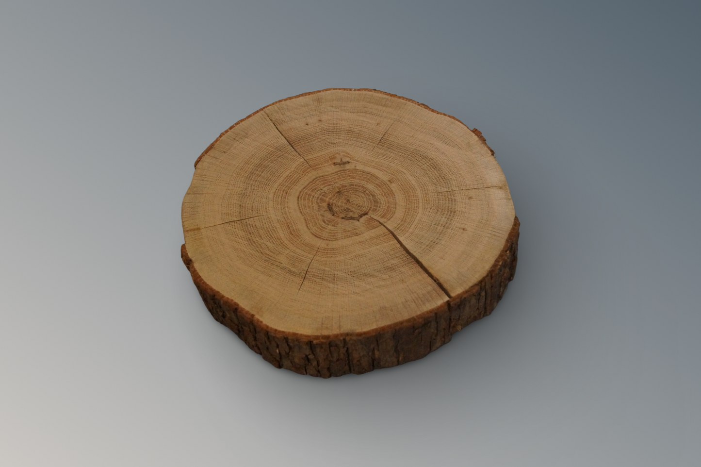 Baumscheibe aus Eiche